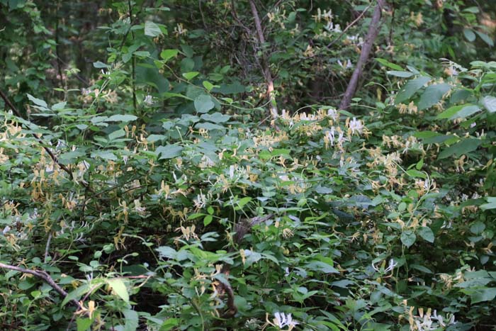 shaded creek area with mixed hardwood buffer zone