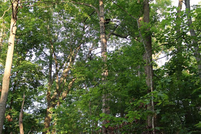 trail camera location used by current landowner for monitoring
