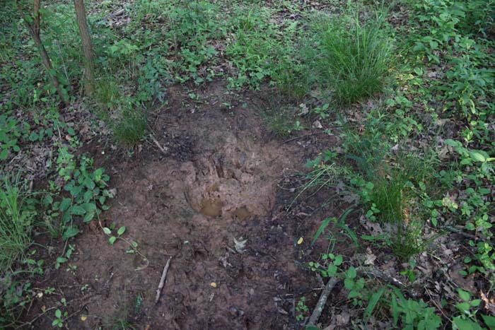 view across top ridge toward clover plot and entry