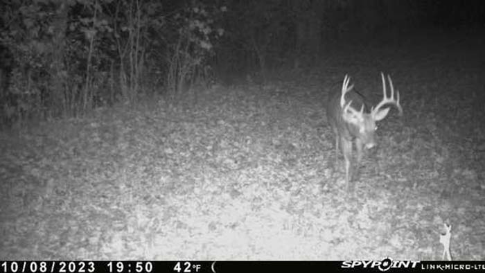 wildlife trail along wooded draw in Gallia County