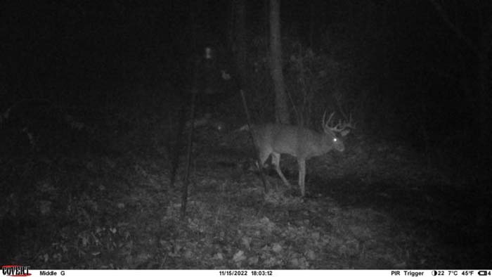 open clover plot with food plot expansion potential