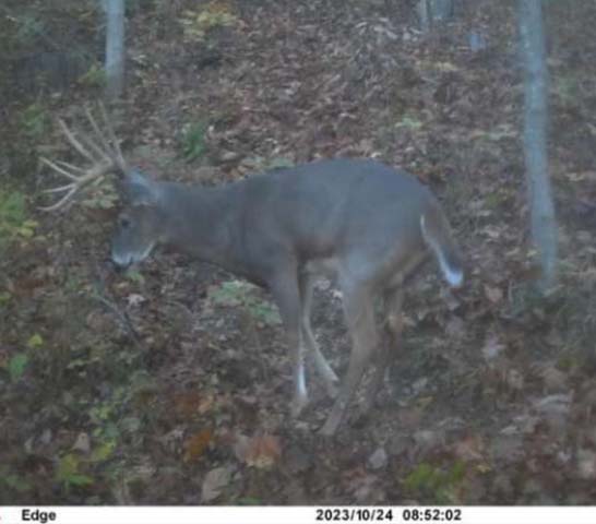 deer clover plot
