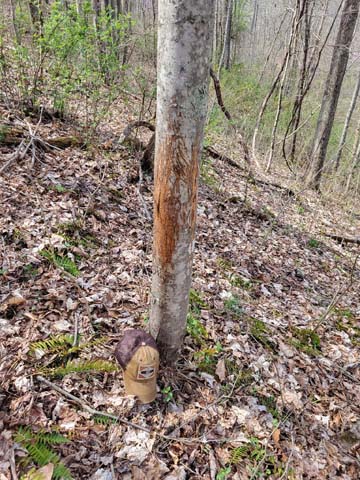 food clover plot with food plot expansion potential