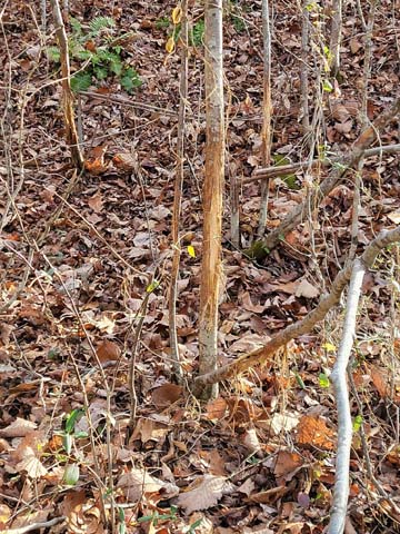 mature red oak with food clover plot