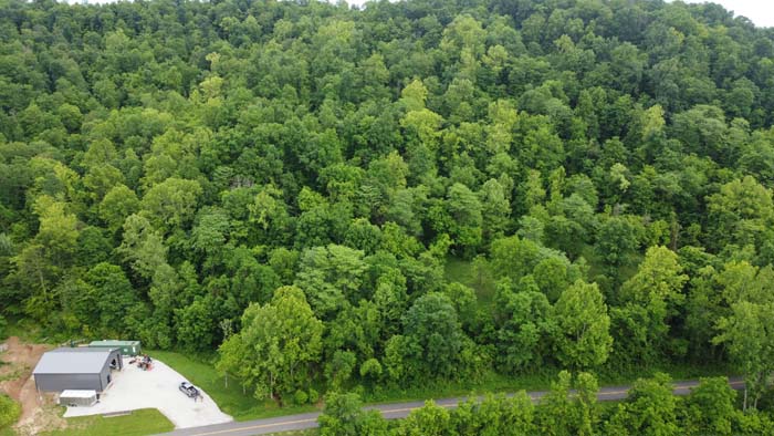 mature red oak and hickory trees on hunting land