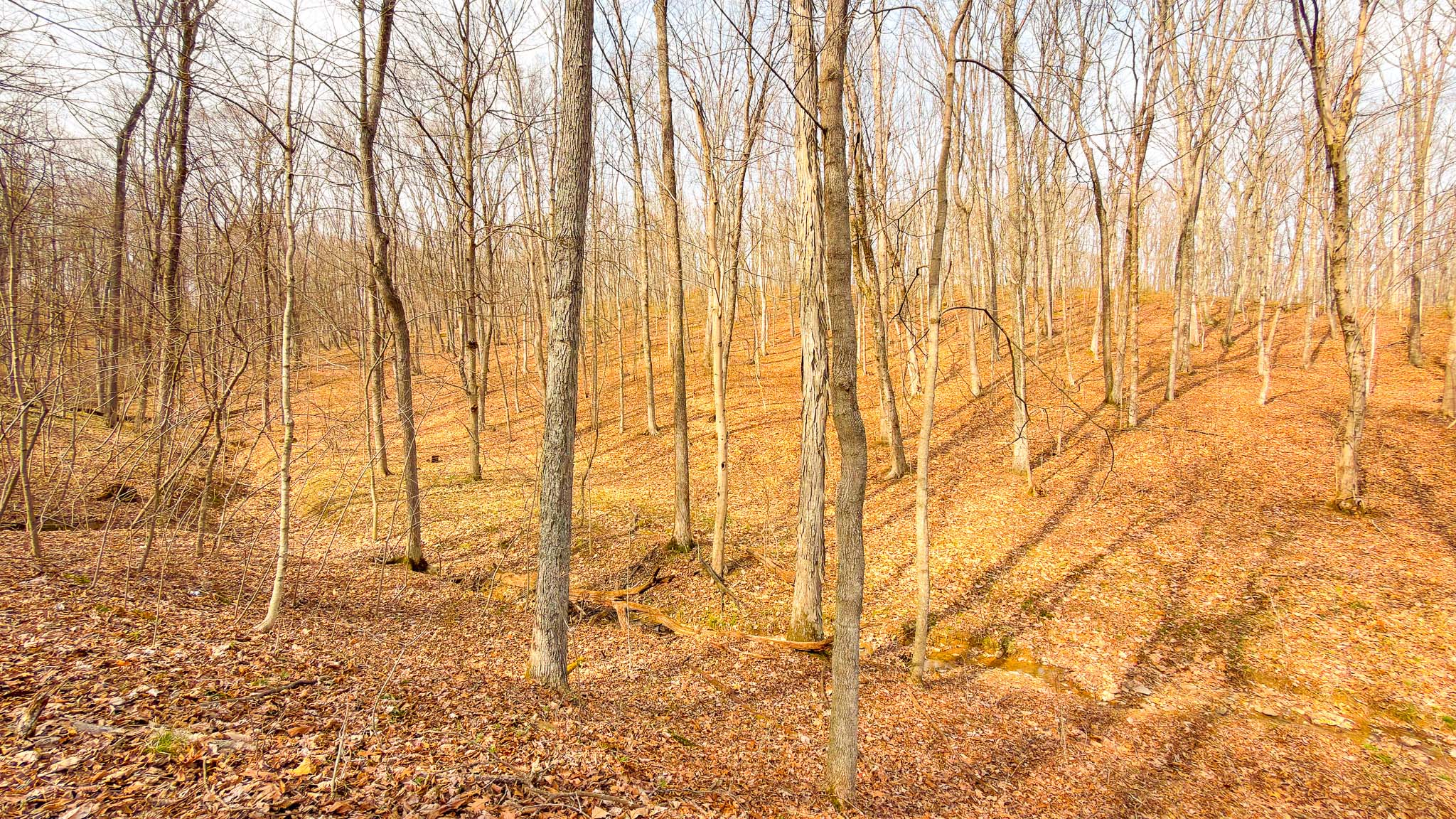 Mixed hardwood forest acreage
