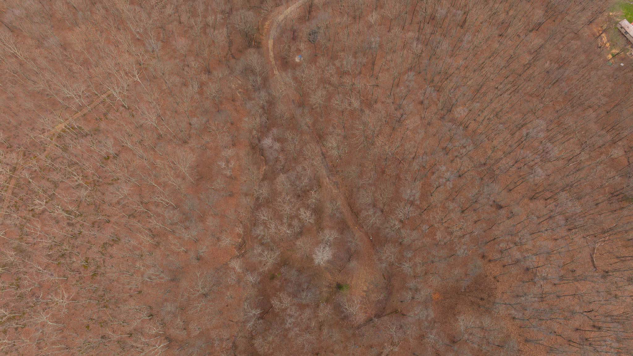 Potential build site in woods