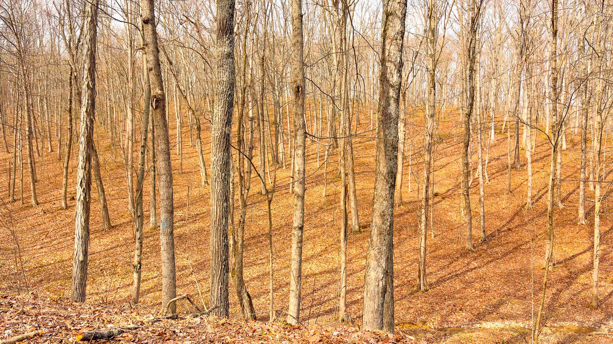 Cabin build site wooded property