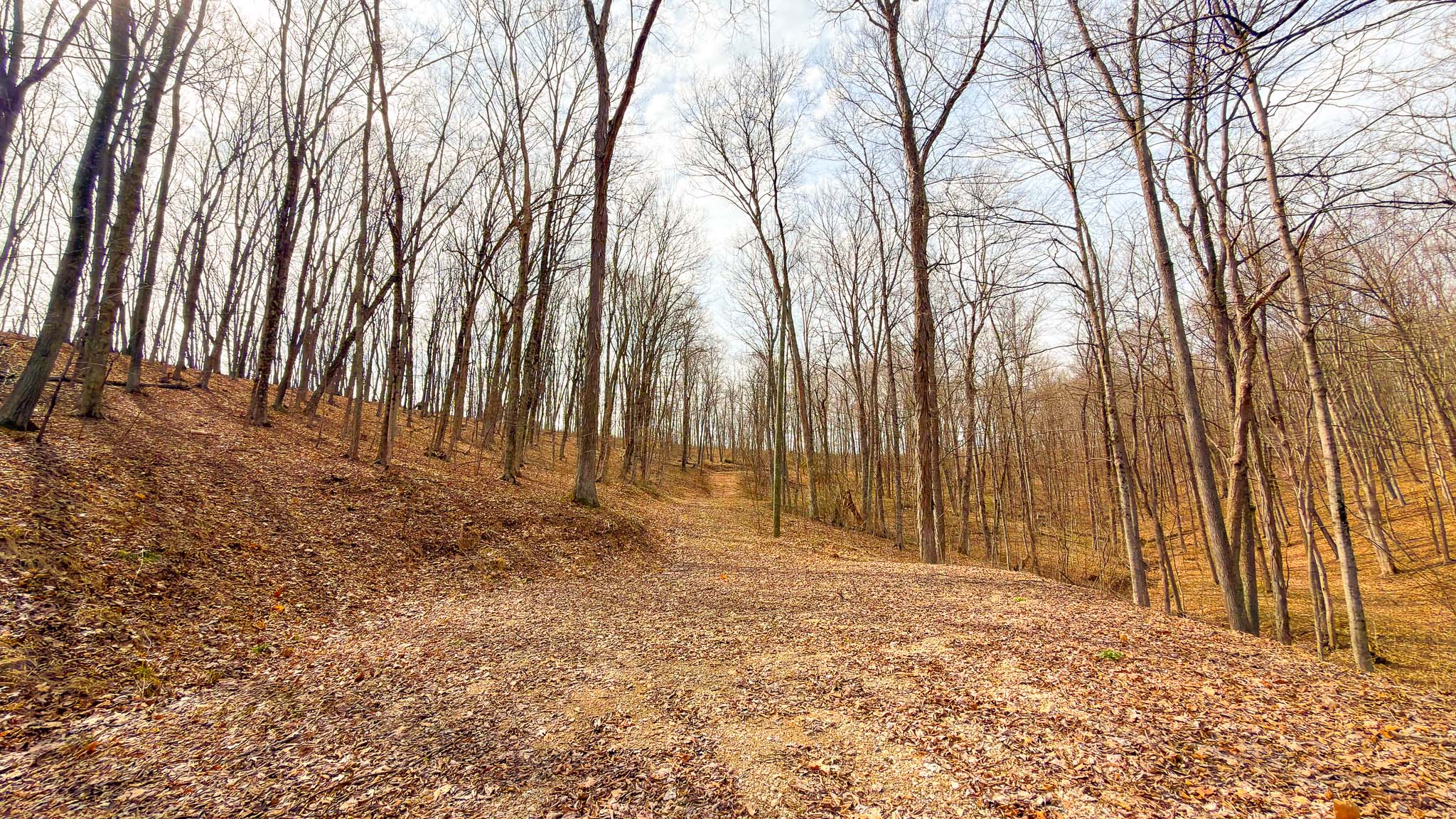 Private homesite in forest