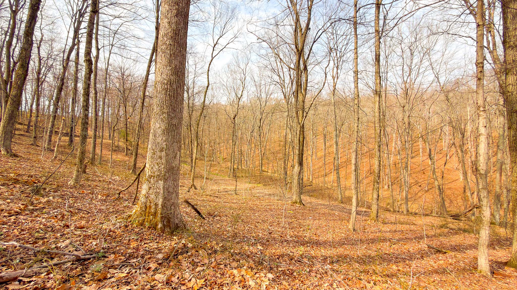 Cleared area for building site