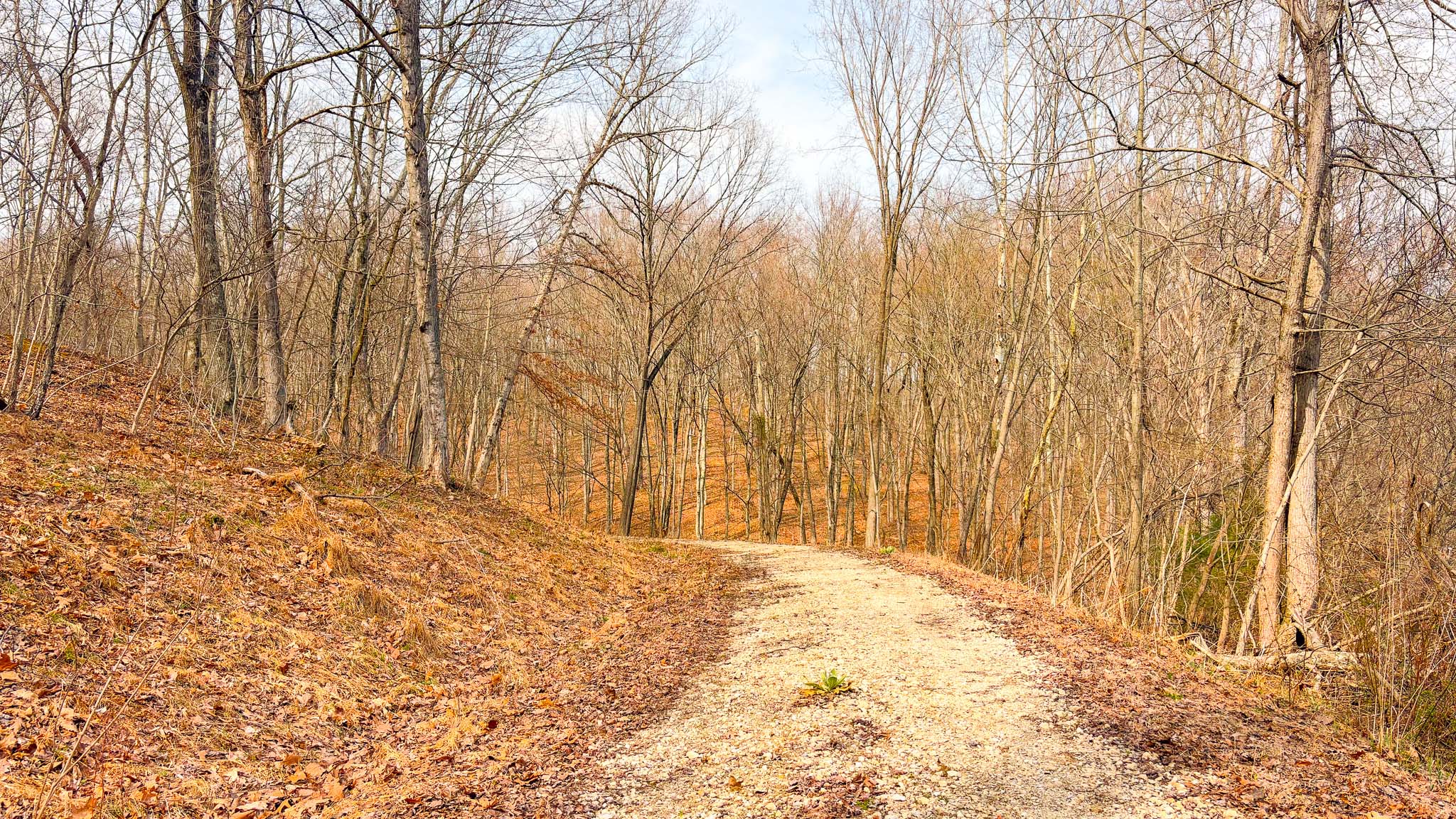 Wooded trail through property