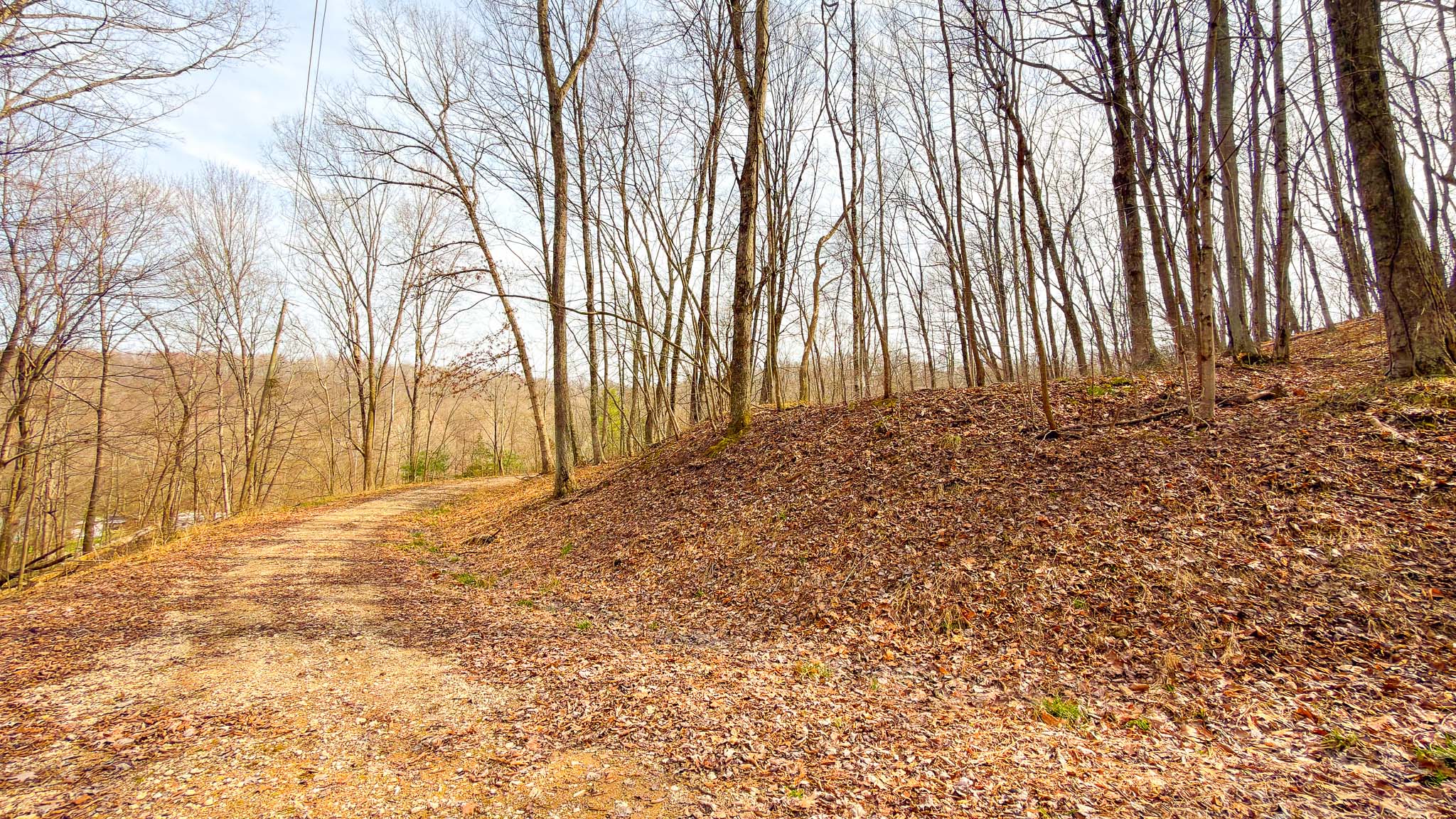 Path through mature timber