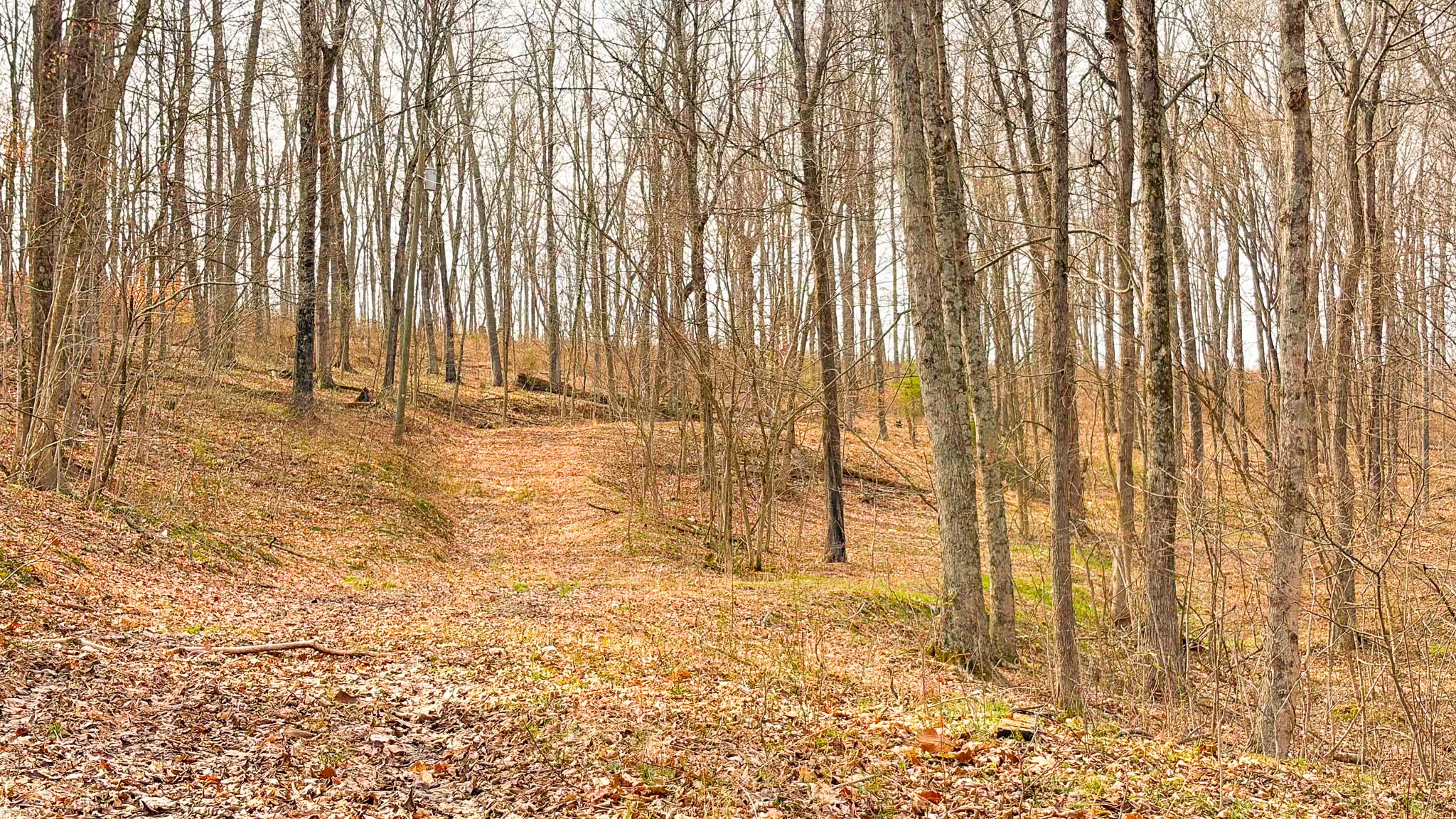 Trail leading through forest