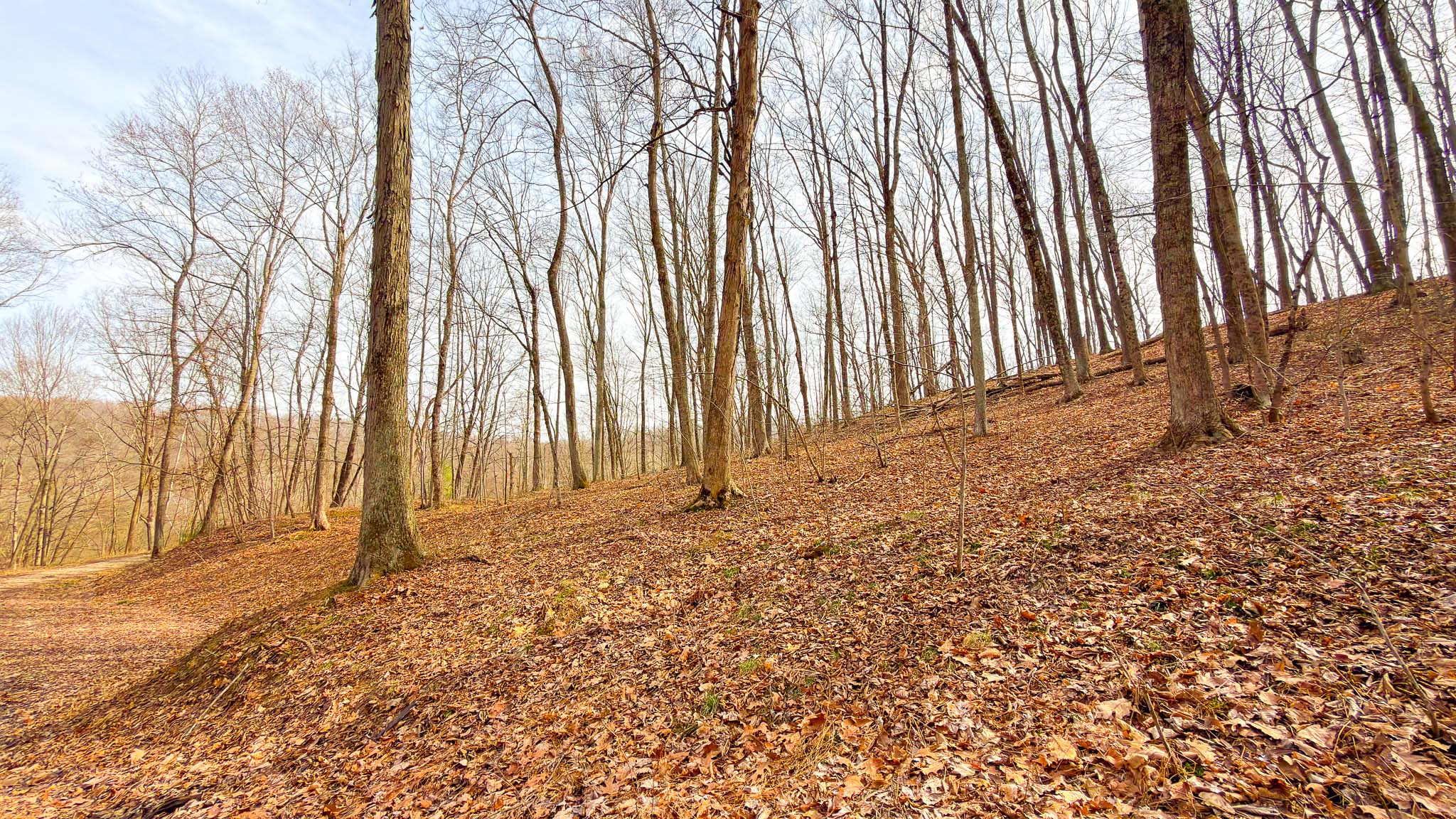 Wooded access route property
