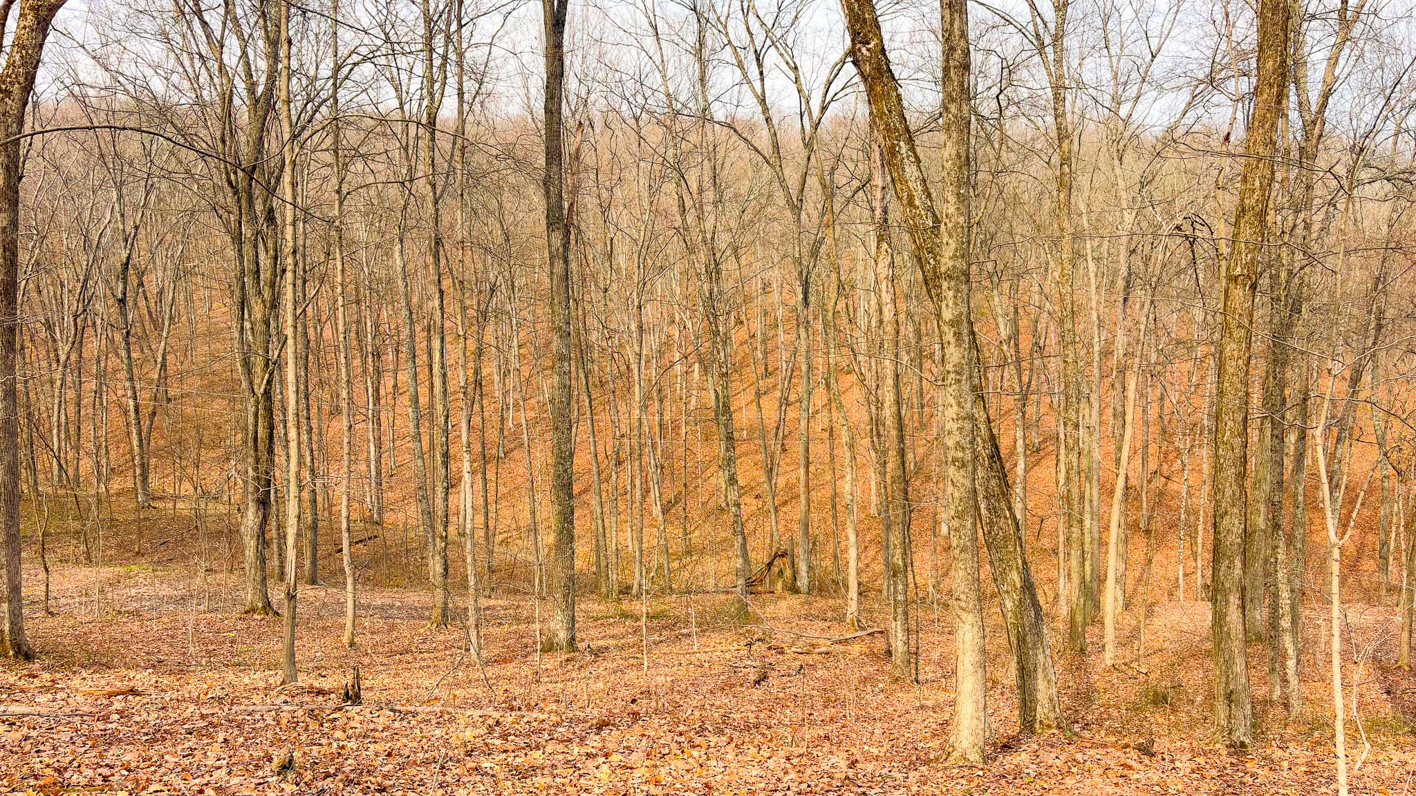Trail along hillside terrain