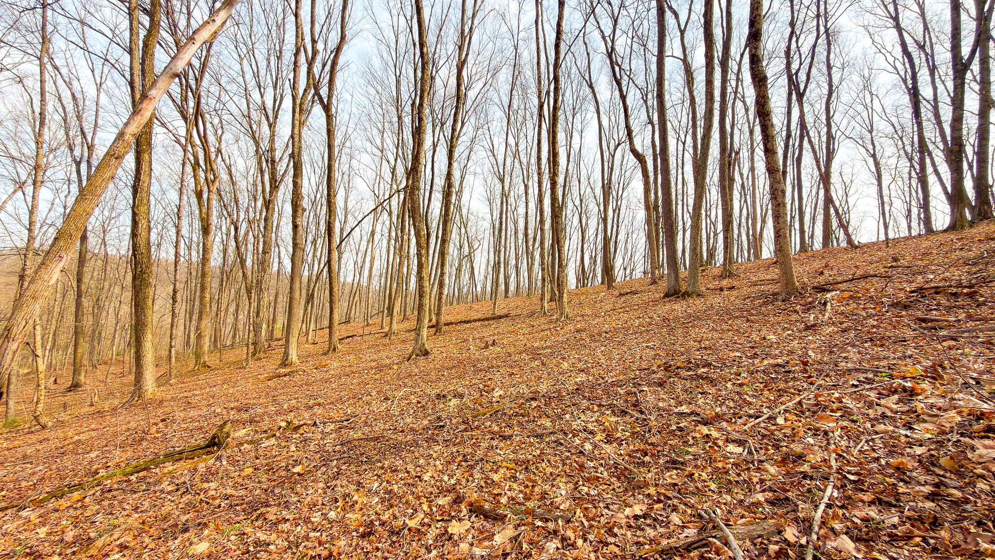 Forest path for recreation
