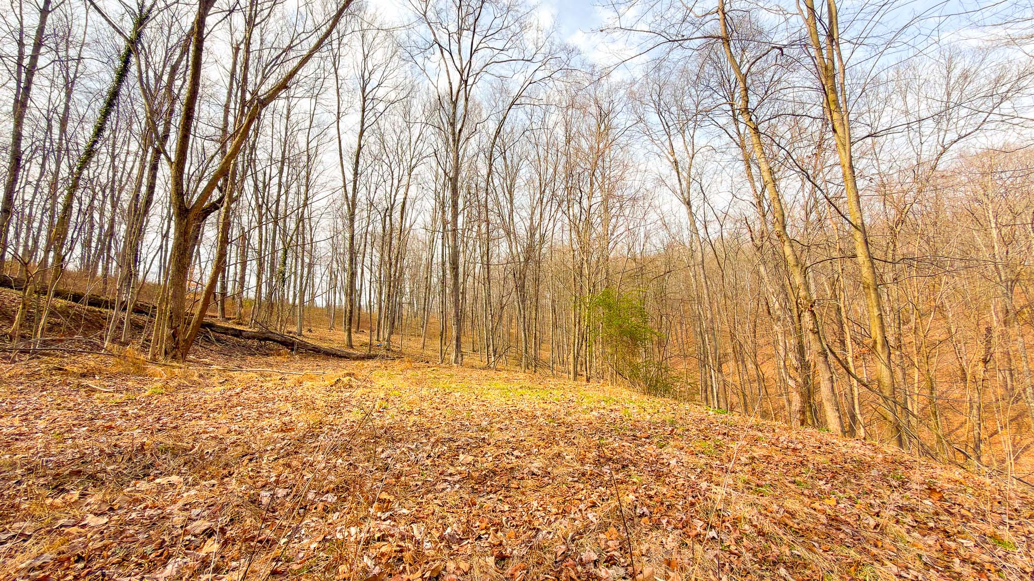 Accessible wooded trail network