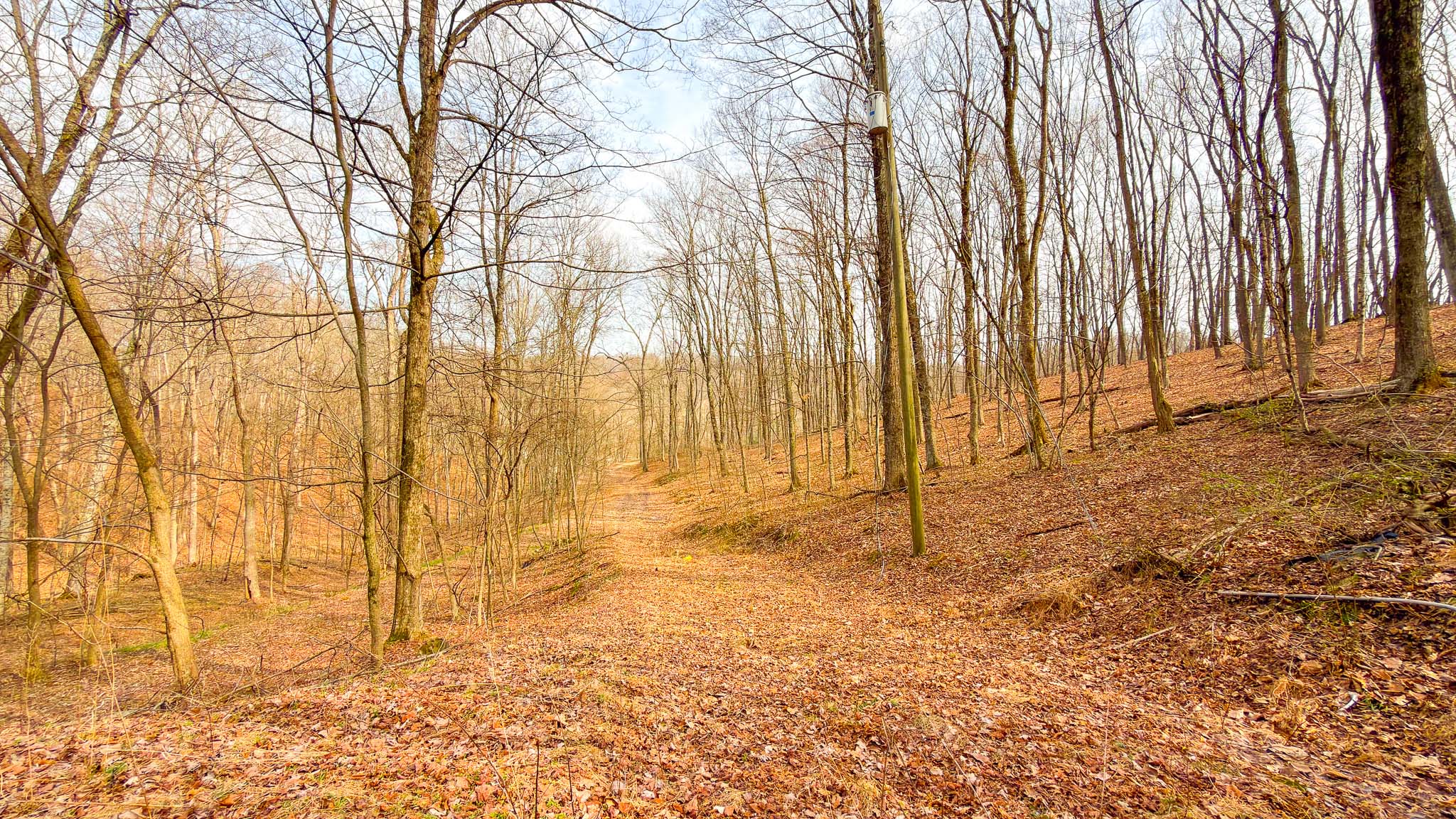 Whitetail deer habitat Ross County