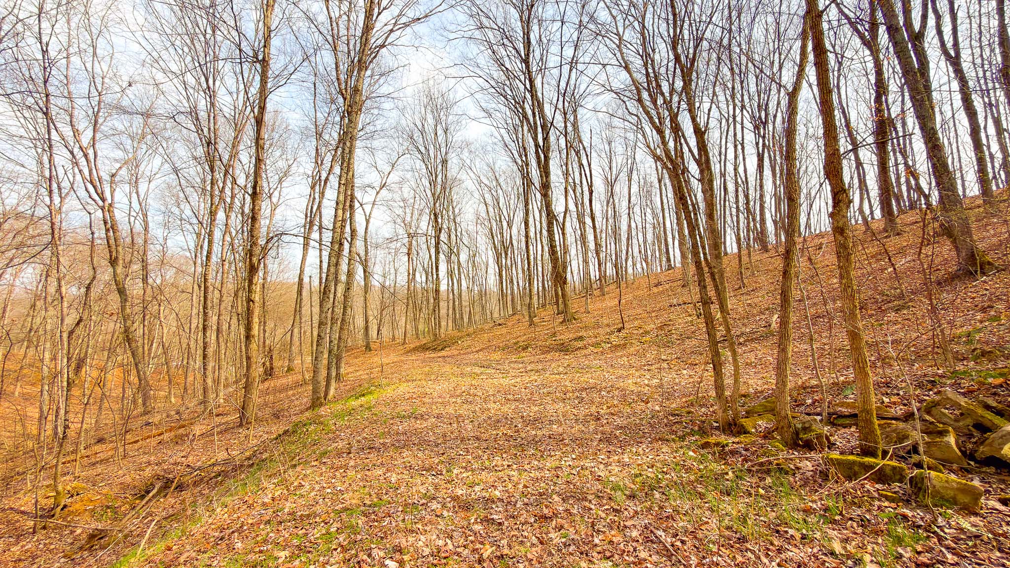 Natural deer travel corridor