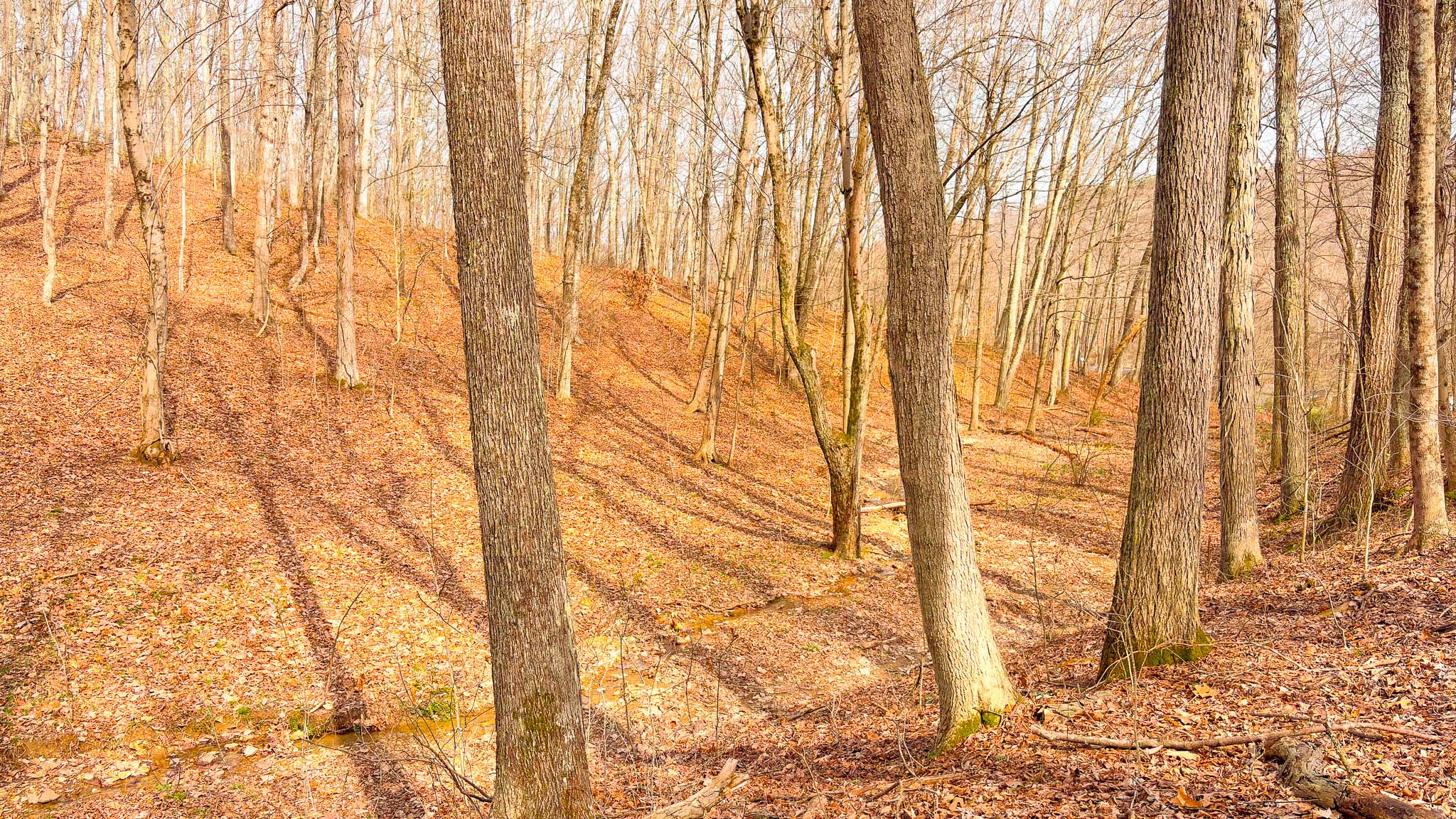 Game trail through woods