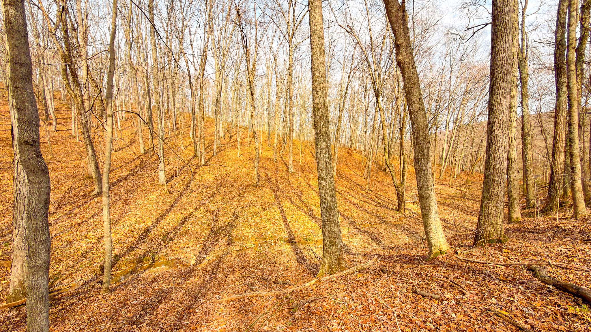 Tree stand location terrain