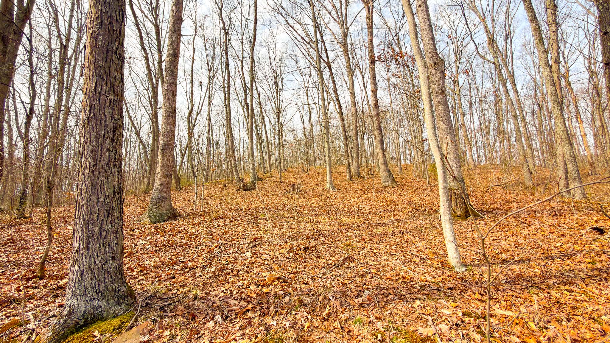 Secluded wildlife habitat area