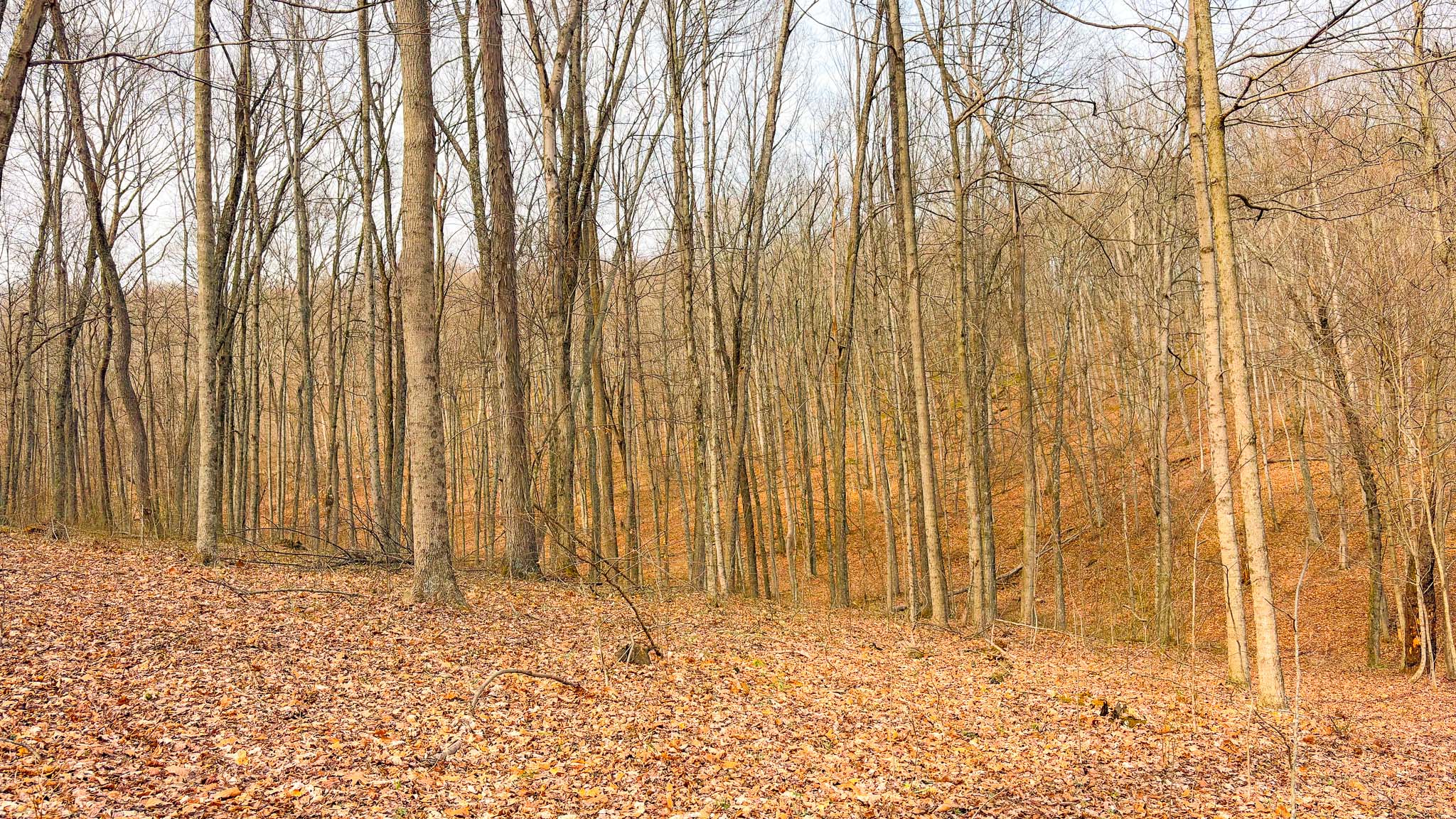 Undisturbed wooded acreage wildlife