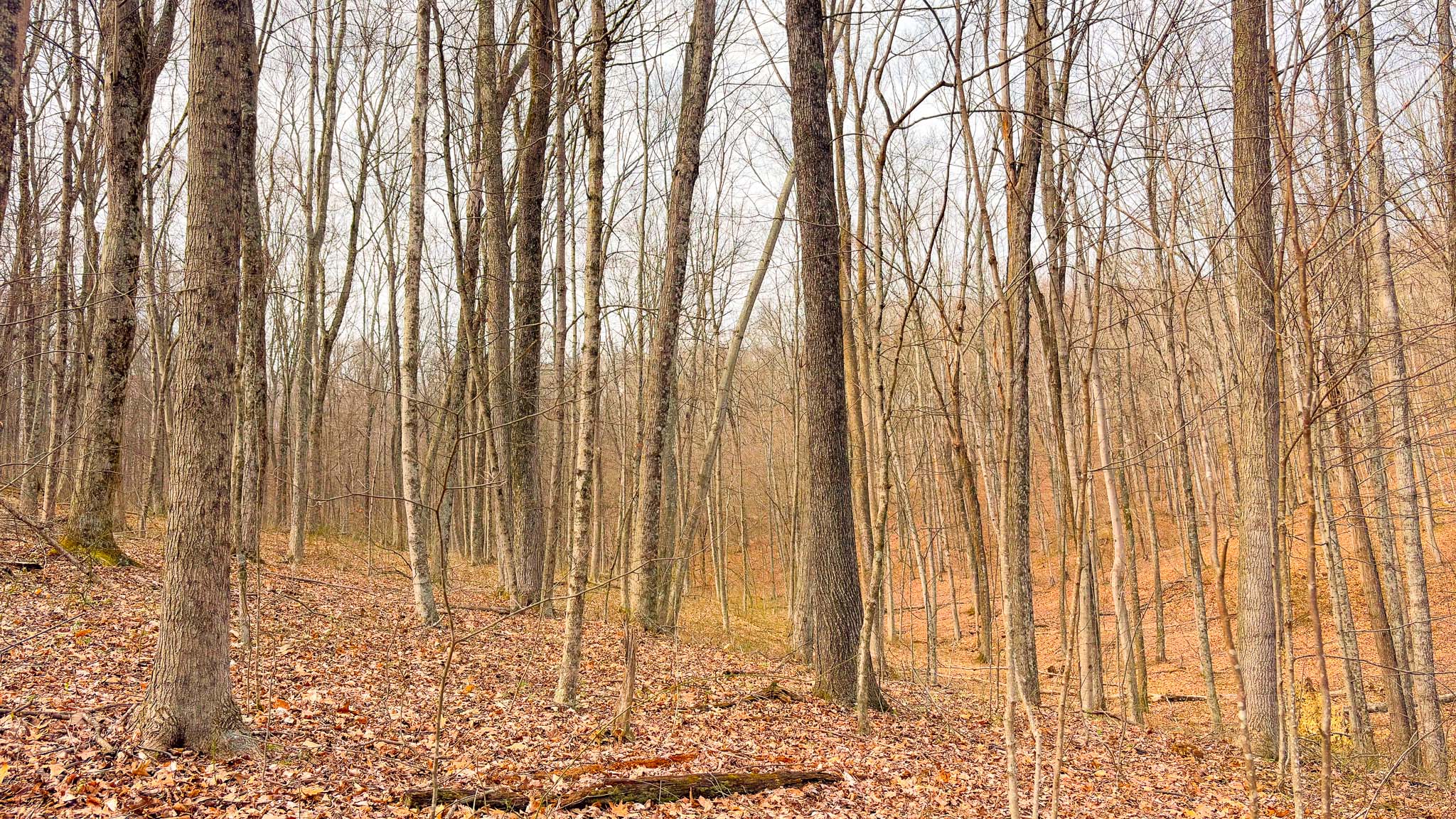 Mature oak timber stand