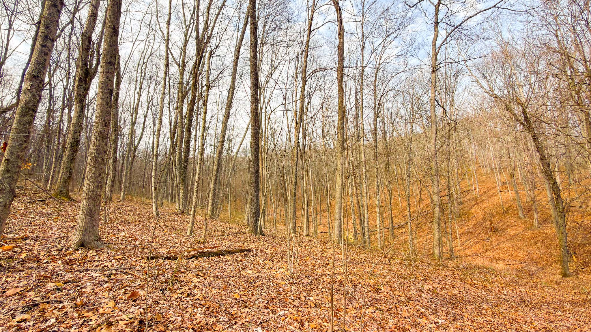 Mixed hardwood forest Ohio