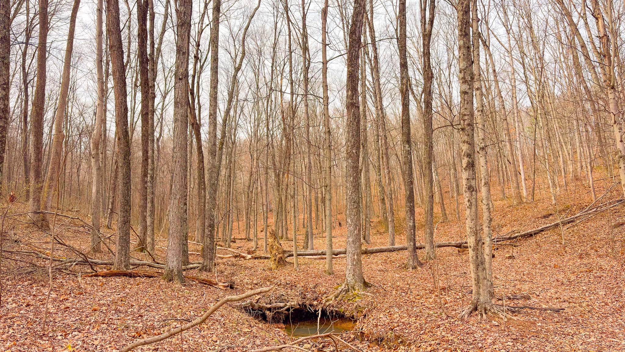 Dense woodland cover terrain