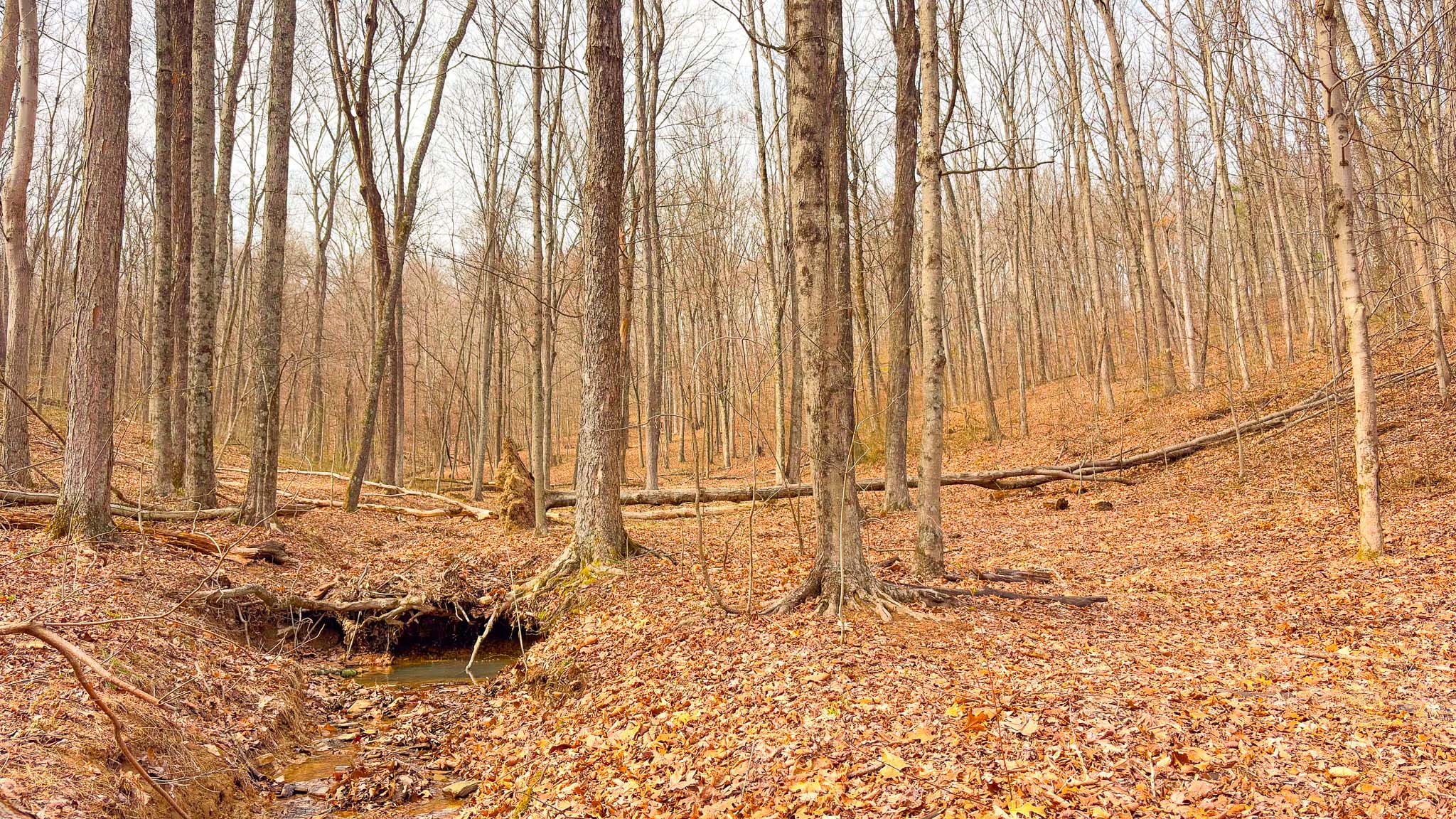Thick forest habitat Ohio