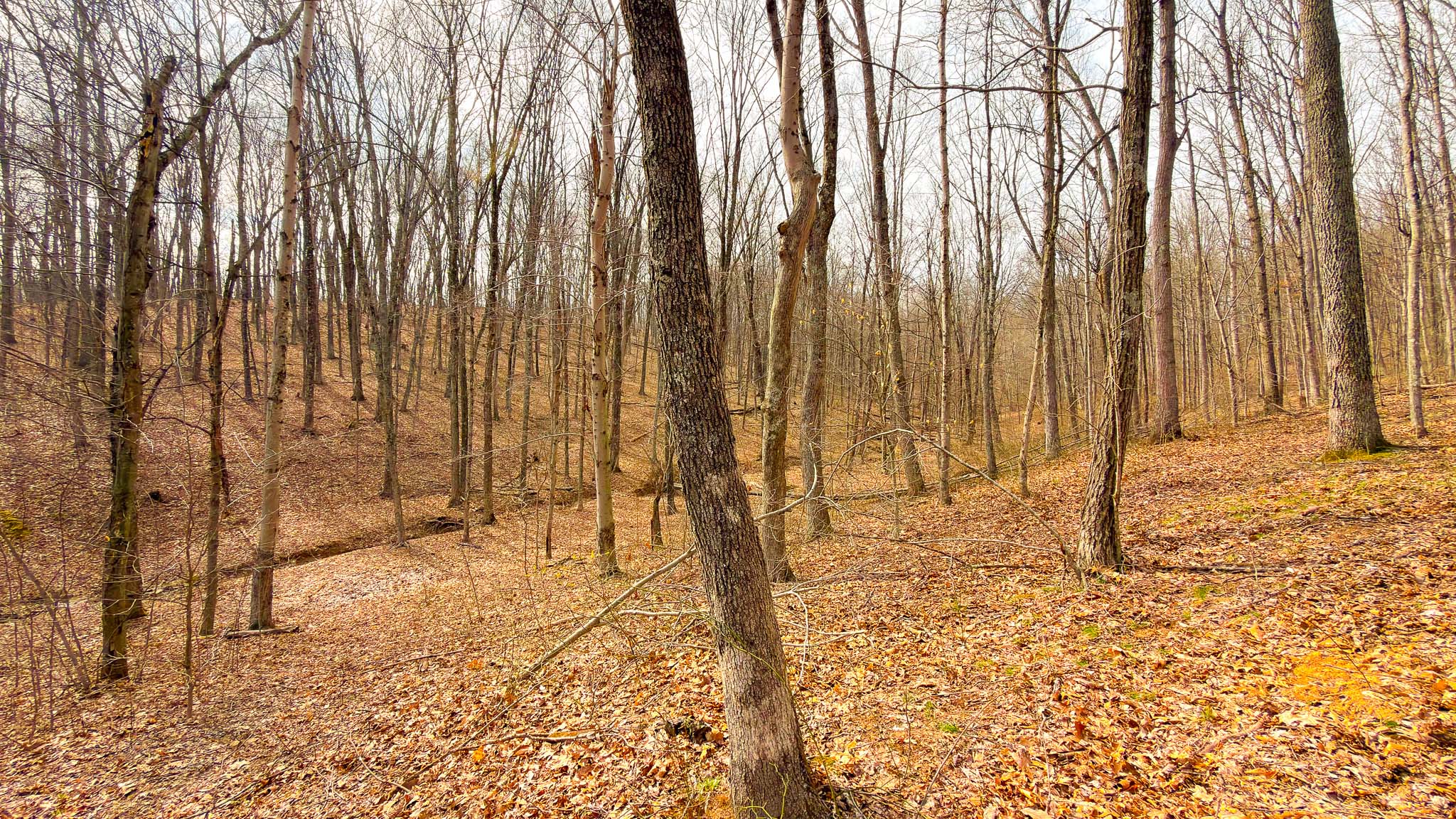Wooded ridge top view