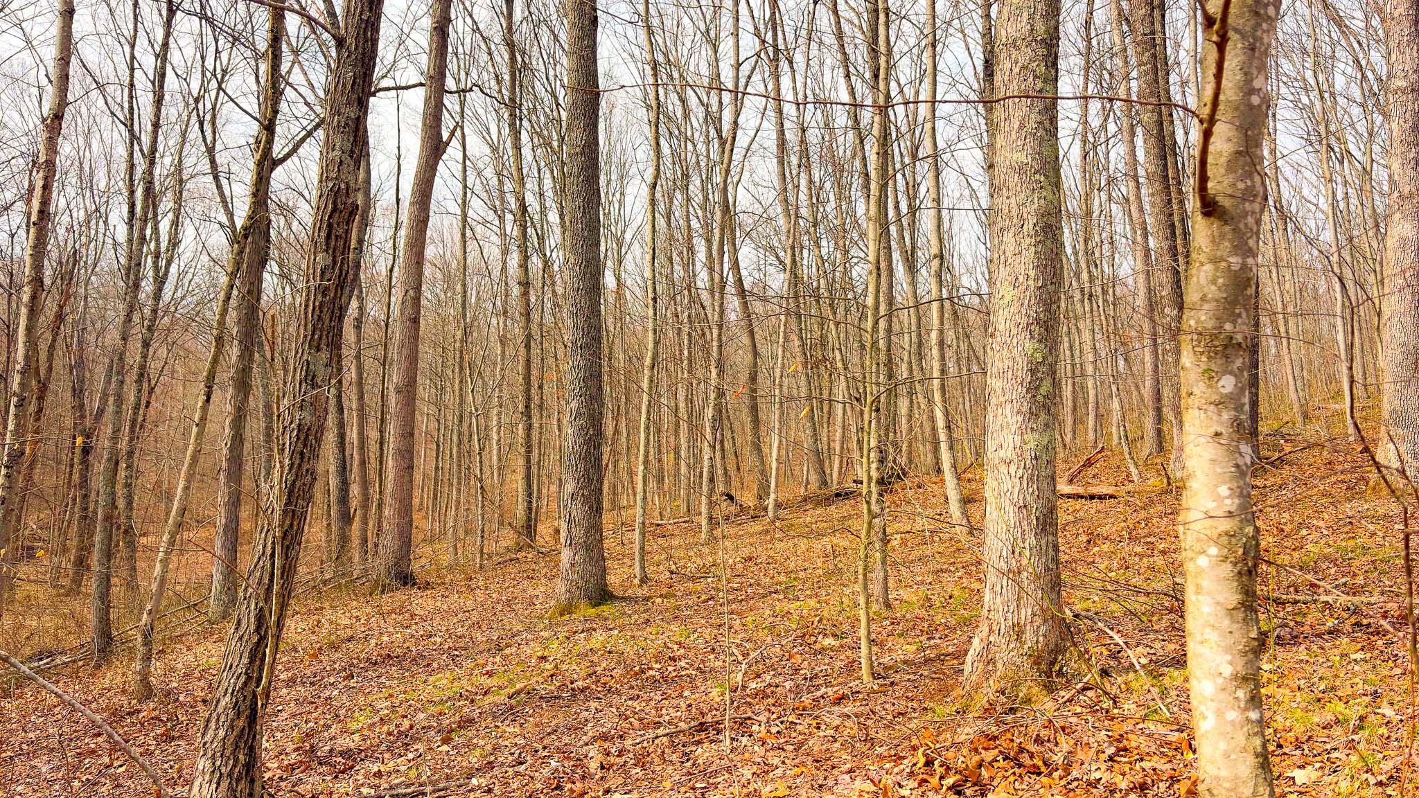 Rolling timber landscape