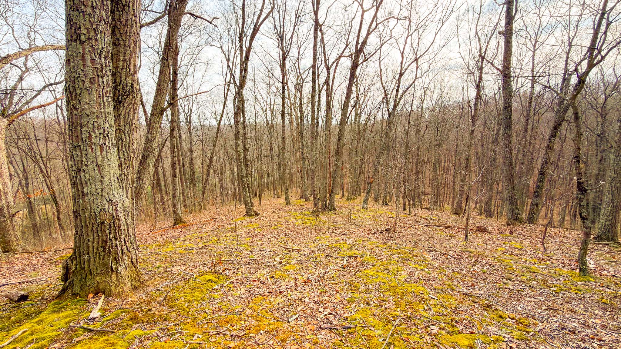Forest terrain with elevation change