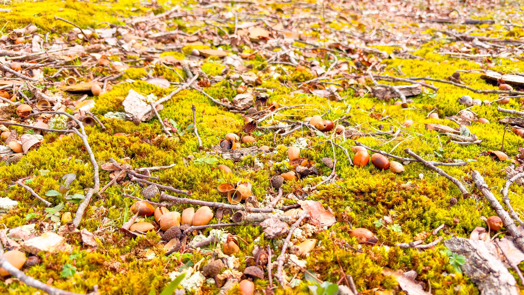 Natural wooded scenery property