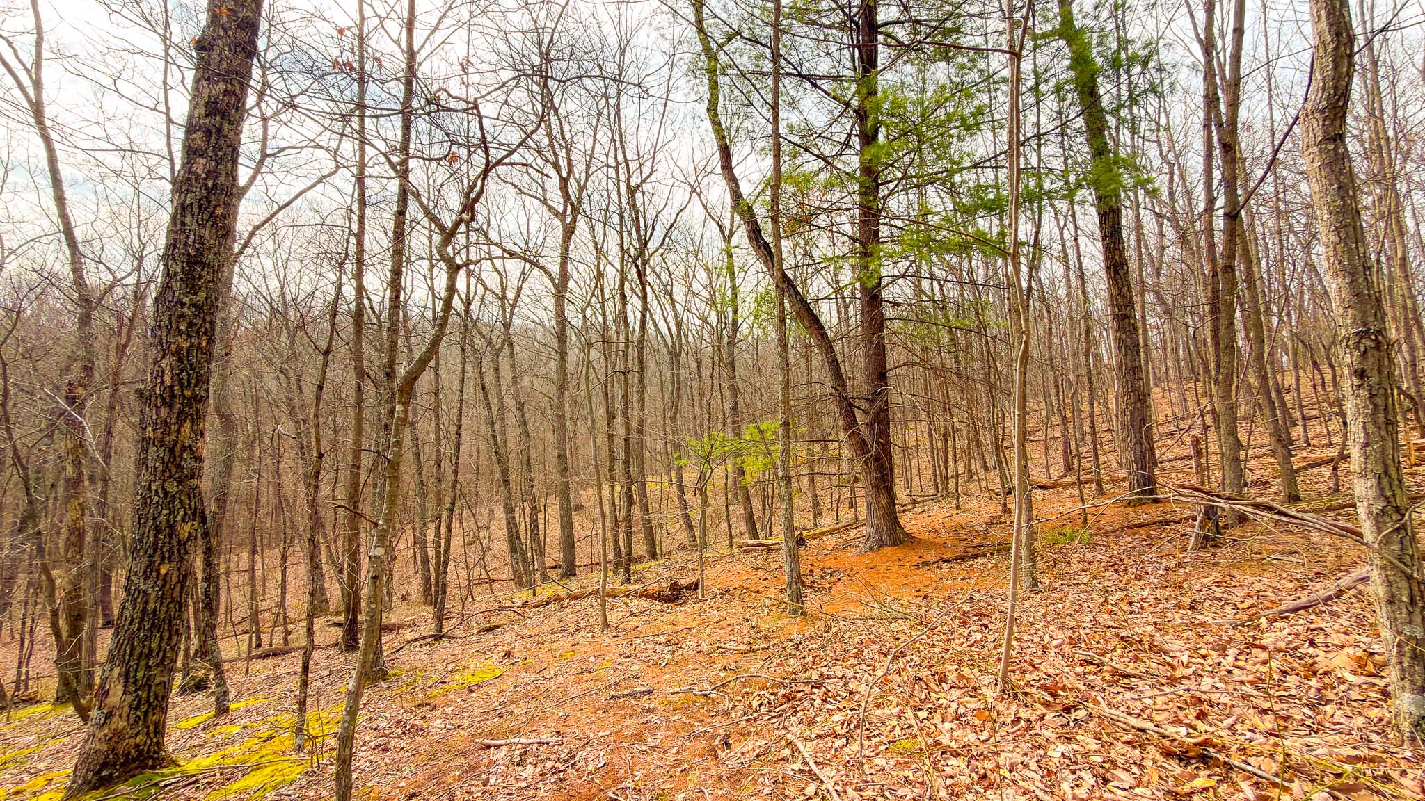 Peaceful forested acreage