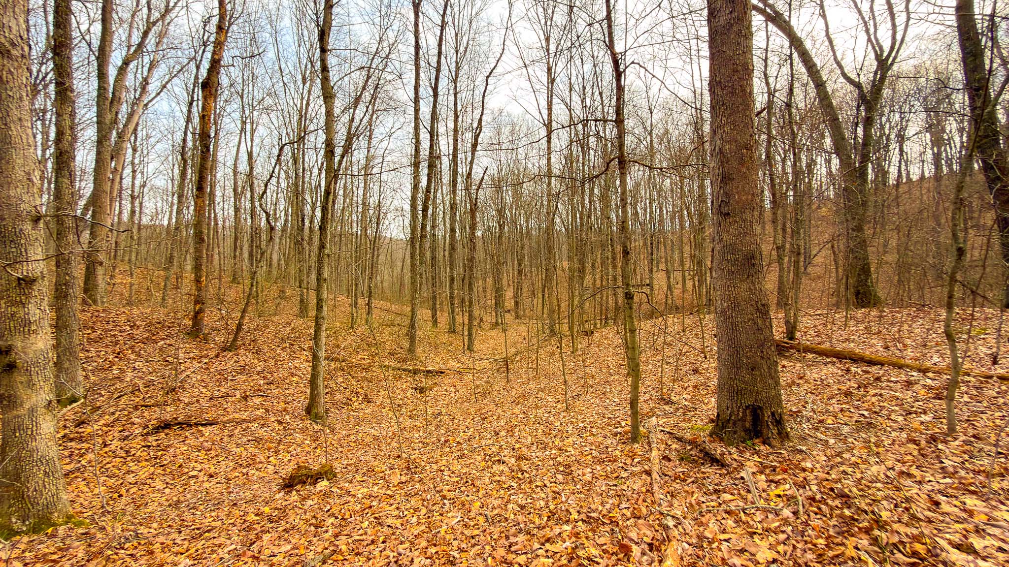 Driveway entrance wooded land