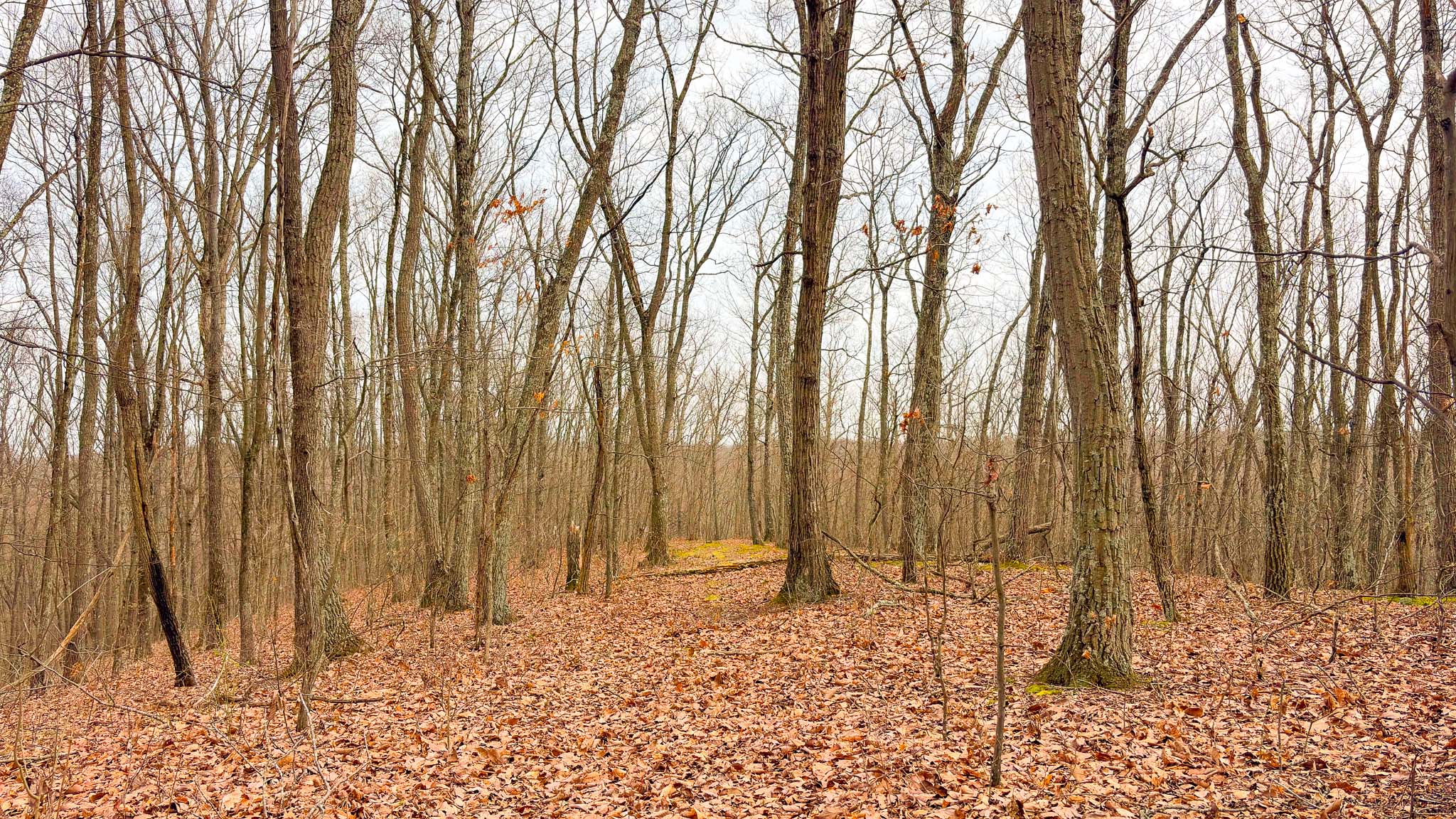 Property entry wooded setting