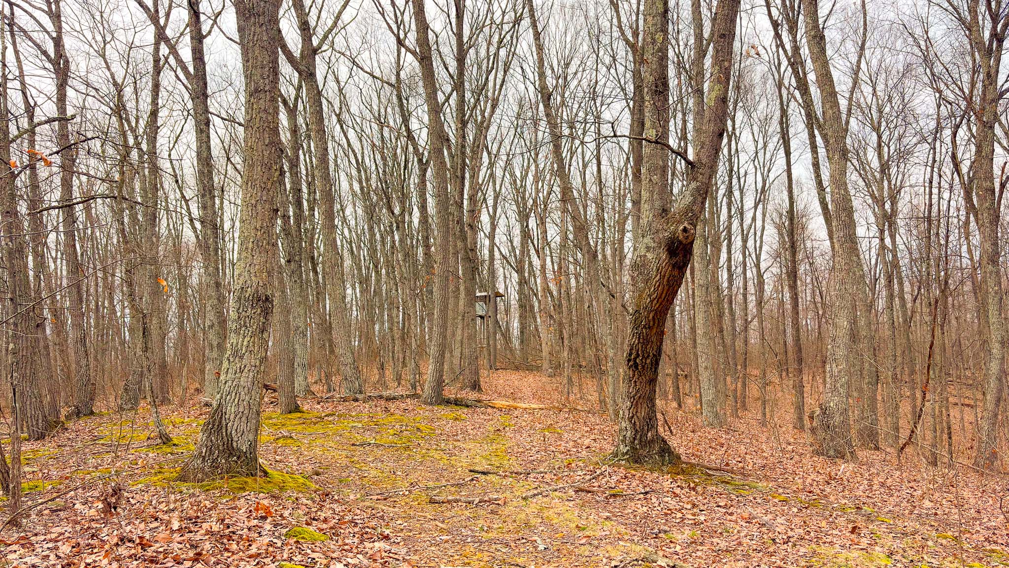 Roadside wooded acreage view