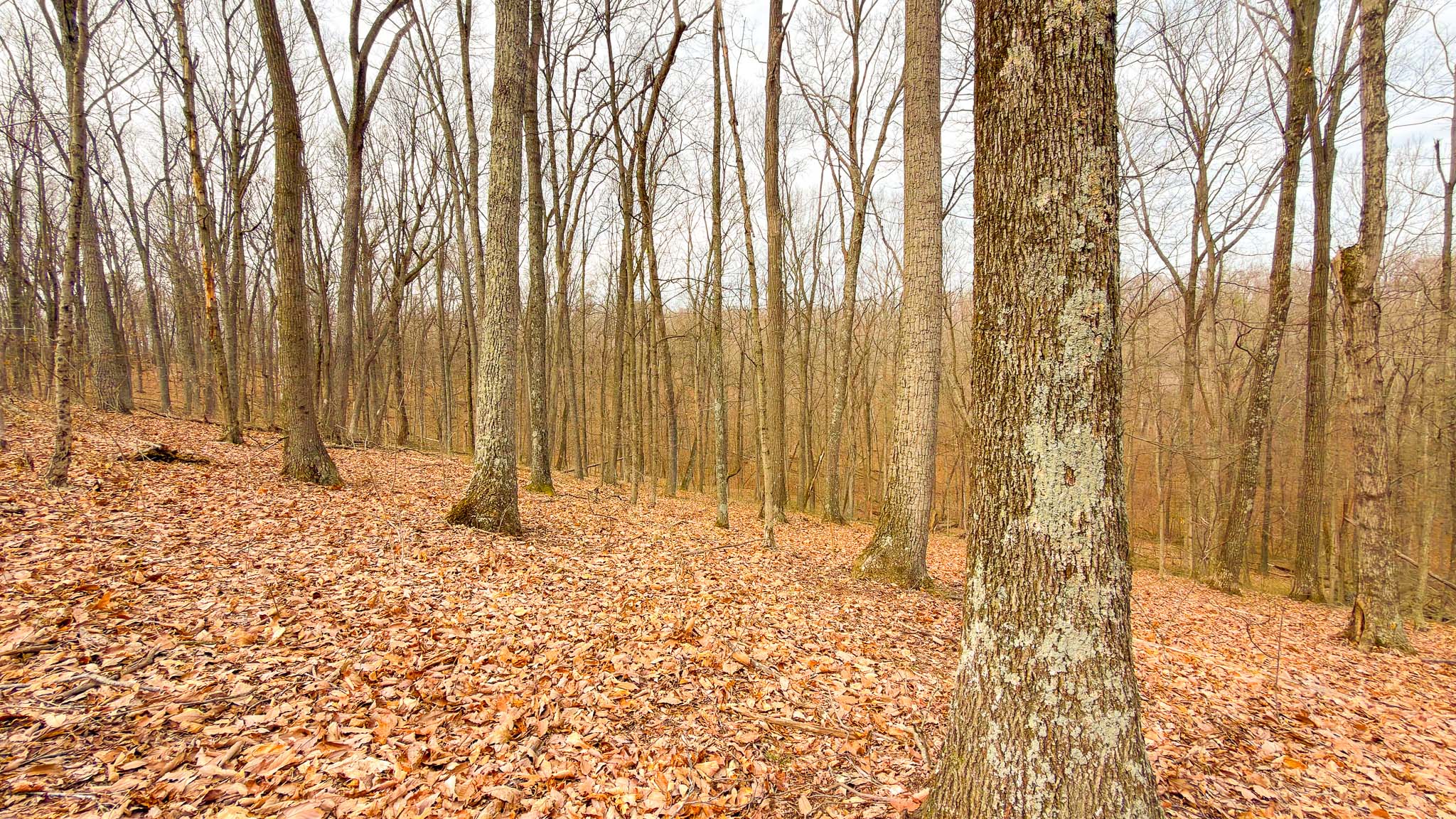 Secluded acreage near town