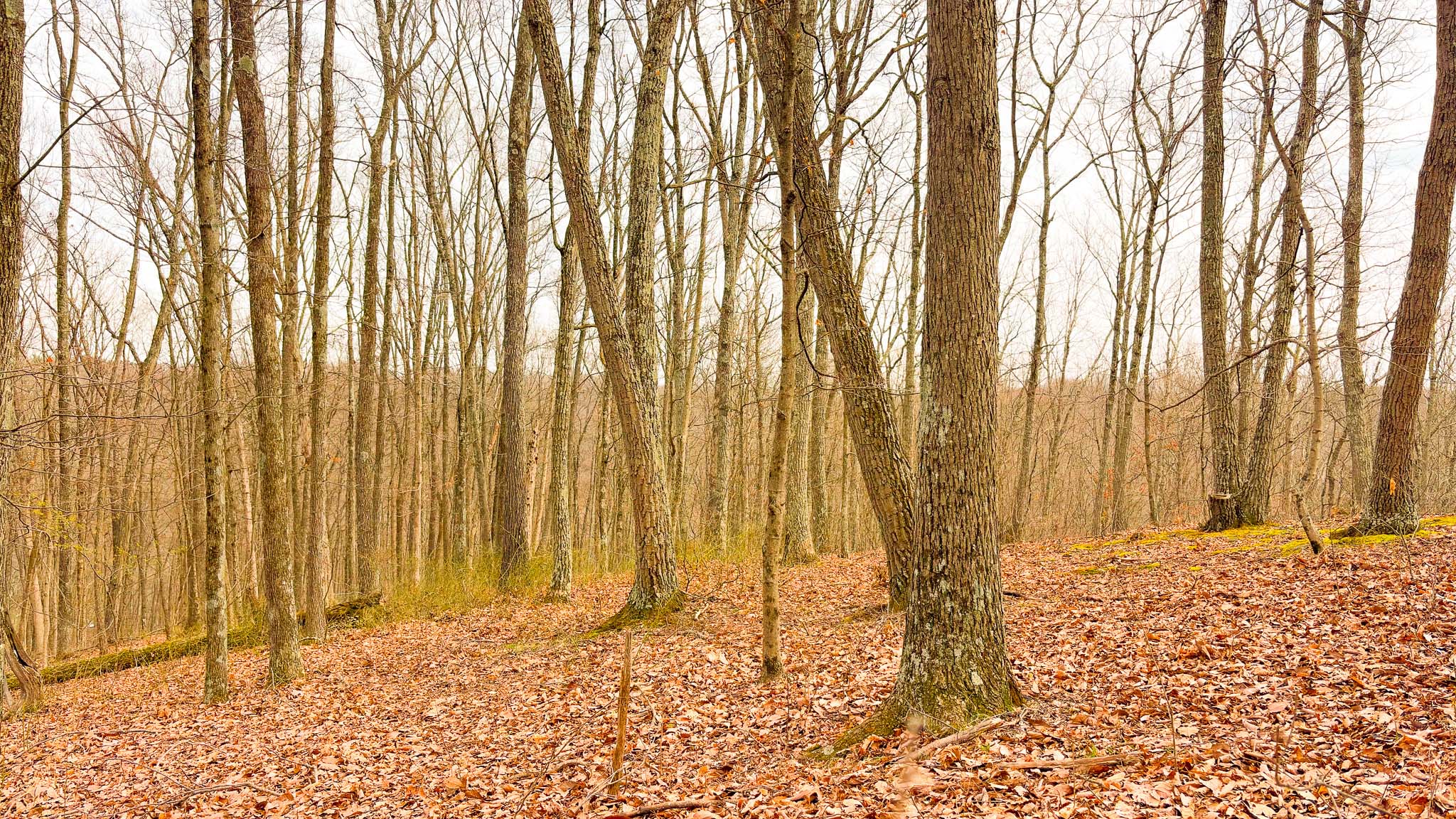 Wooded land investment property