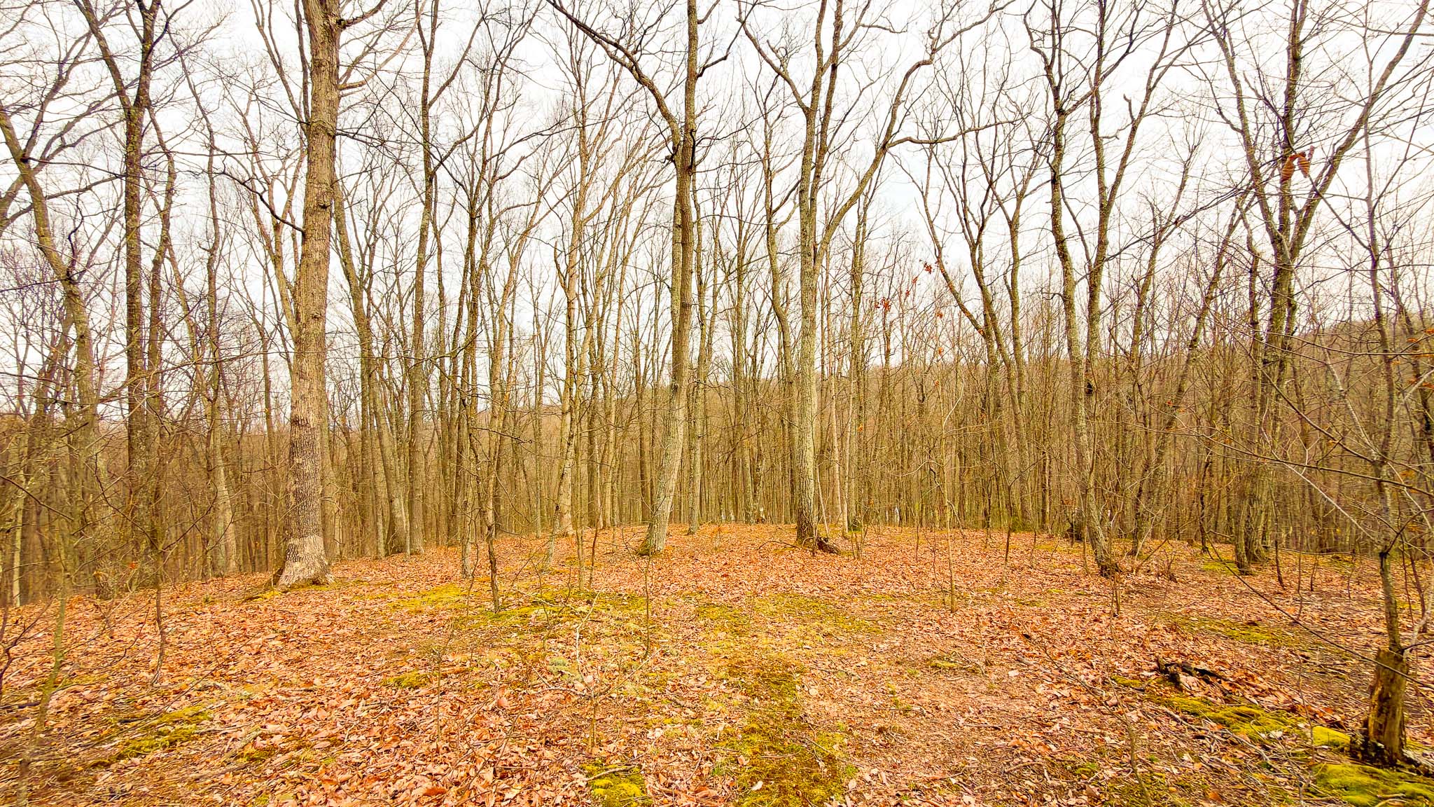 Hunting and building opportunity