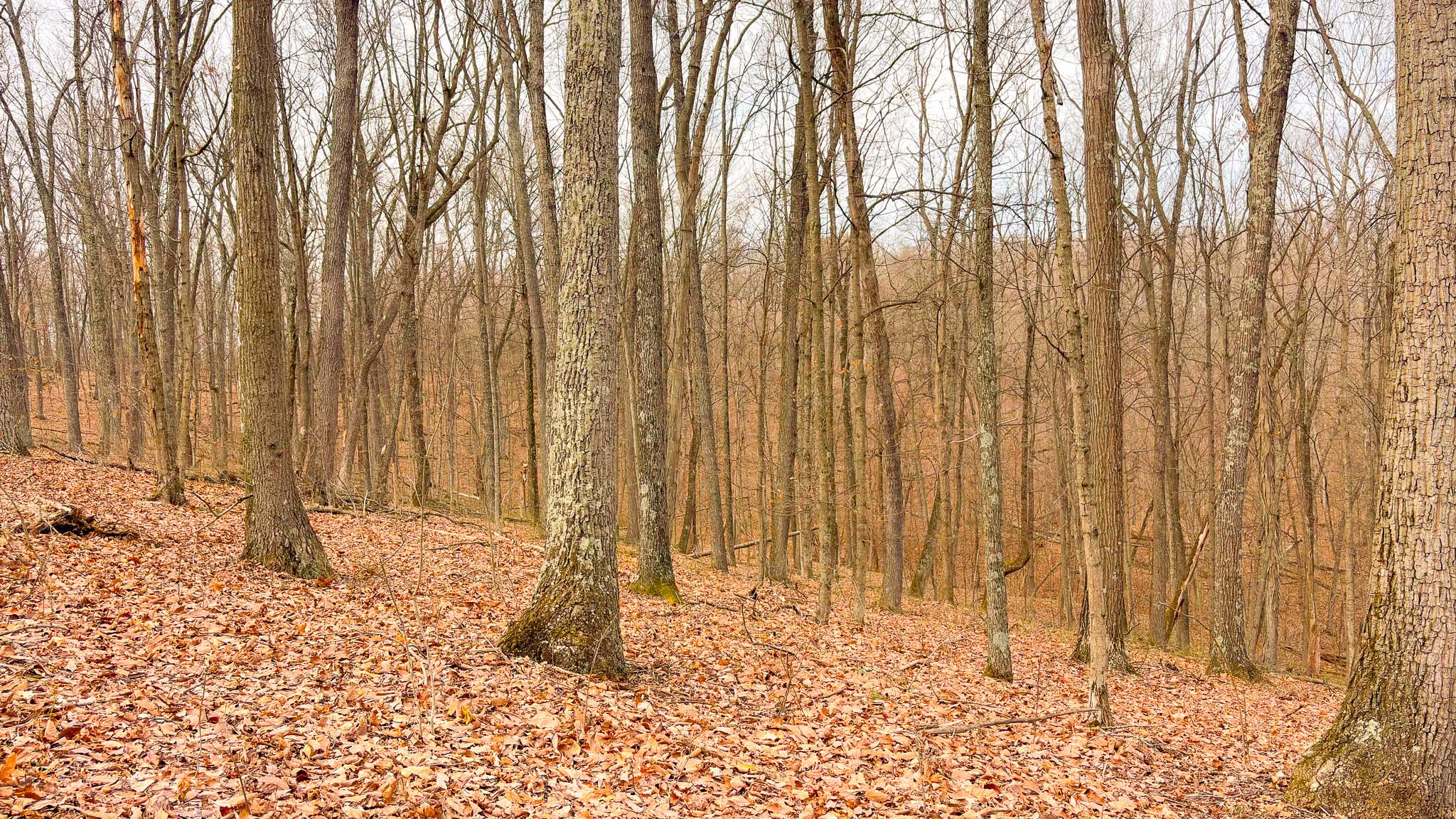 Rolling forest landscape