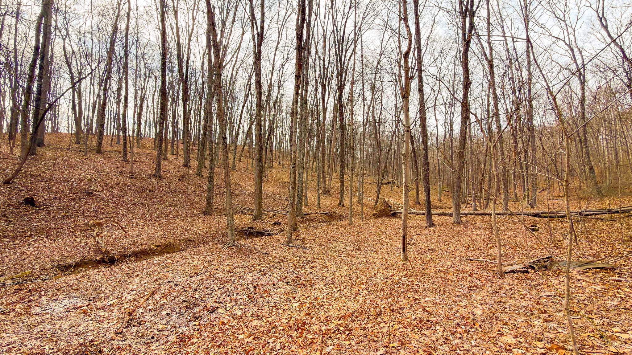 Mature timber woodland Ohio
