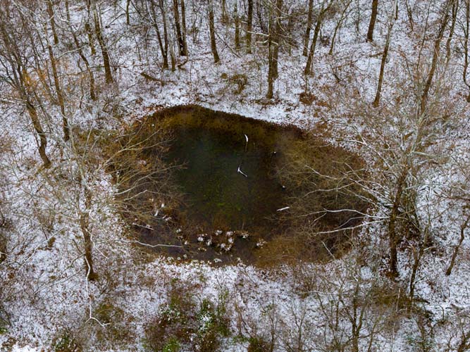 Thick bedding cover providing ideal whitetail habitat on Rife Road hunting farm