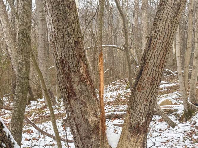 Long internal trail leading across hardwood ridge on southeastern Ohio hunting farm