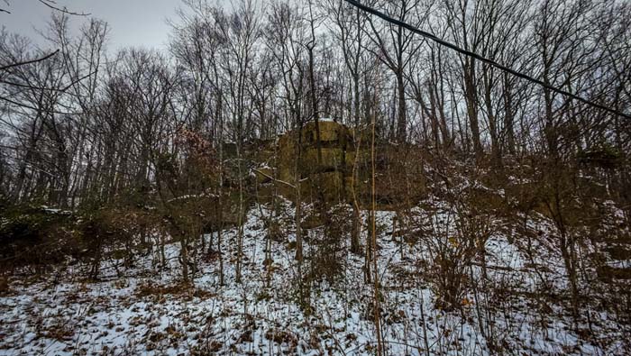 Mature oak and maple timber with long term income potential at 37254 Rife Road