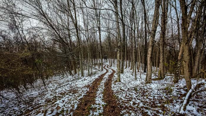 Thick cover holding mature bucks on 37254 Rife Road hunting farm