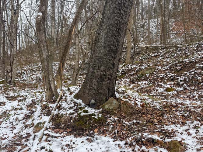Open food plot area prepared for deer hunting at 37254 Rife Road Ohio