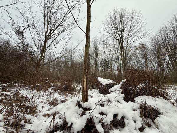 Mixed open ground and woods